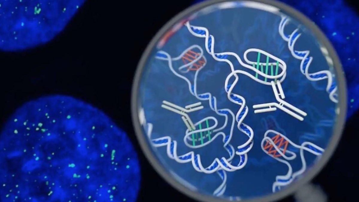 Researchers Find New DNA Structure in Living Human Cells