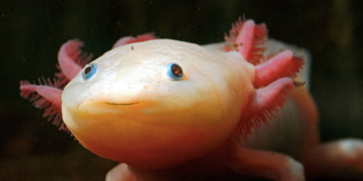 The axolotl—nature’s miracle healer—is on the brink of extinction