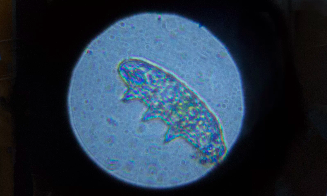 Yes, You Can See Tardigrades with a Cheap Optical Microscope