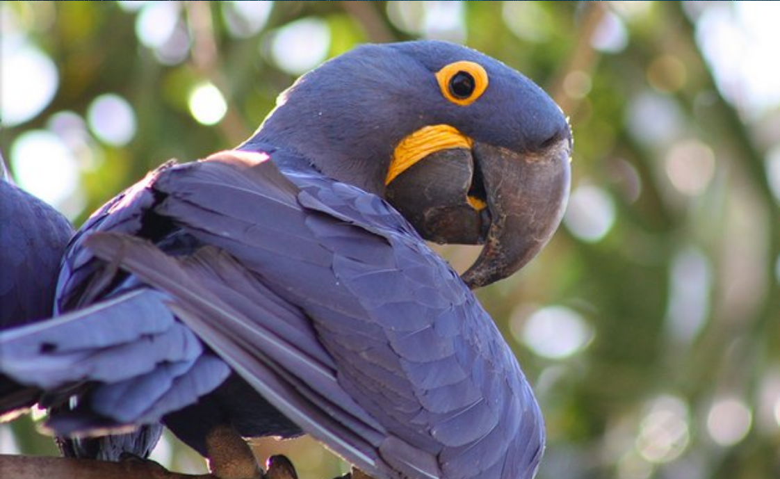 Neuroscientists uncover secret to intelligence in parrots