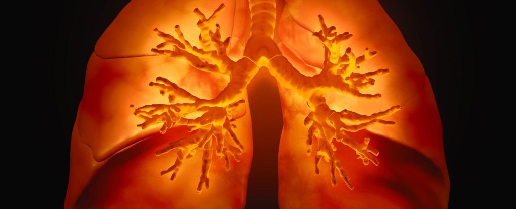 Researchers successfully transplant bioengineered lung