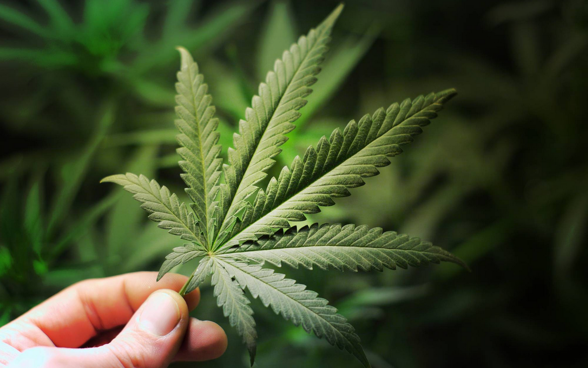 We may finally know why marijuana helps people with chronic gut problems