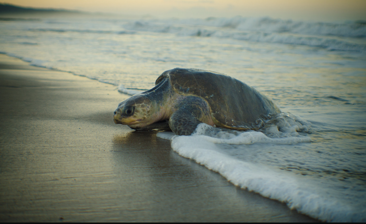 113 Dead Sea Turtles Washed Up on a Mexico Beach, and No One Knows Why