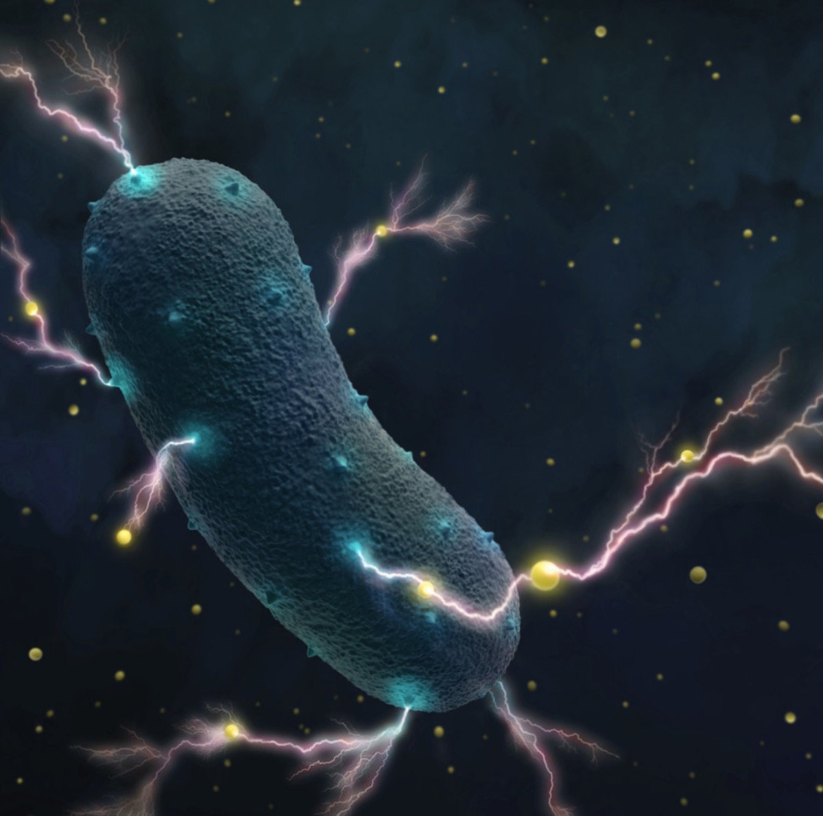 Hundreds of electricity-generating bacteria found, including pathogenic, probiotic and fermenting bacteria