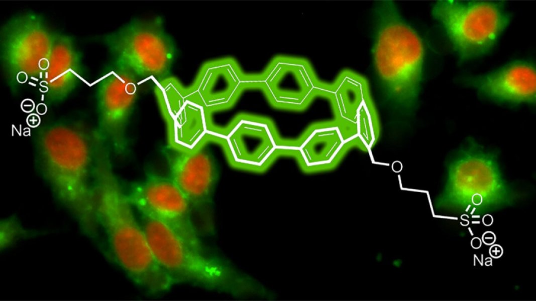 Chemists create circular fluorescent dyes for biological imaging