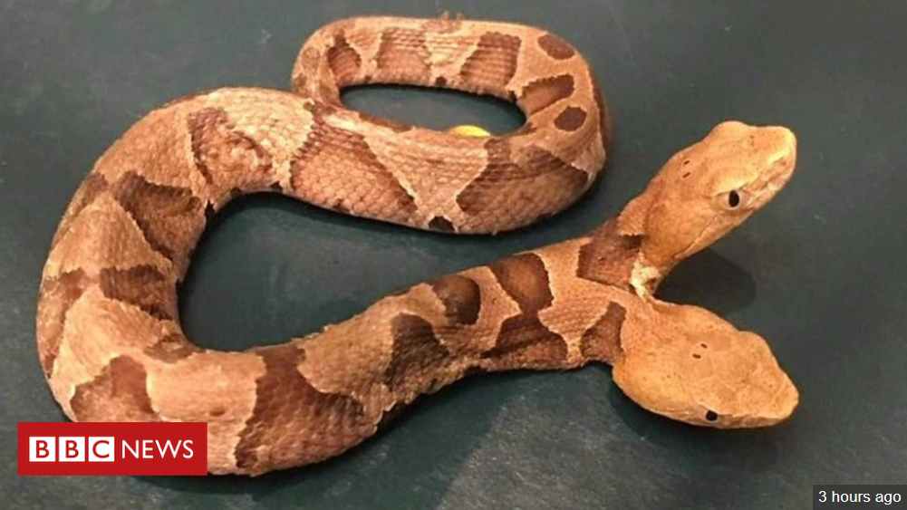 Rare double-headed snake found in garden in Virginia